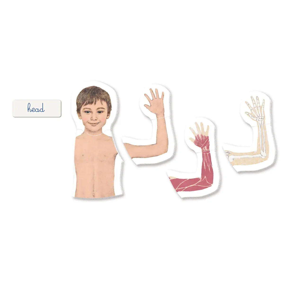 Clementoni Montessori - Human Body - Image 2